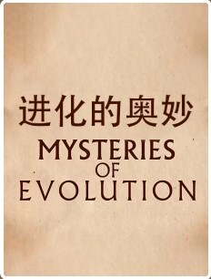 进化的奥妙