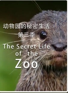 动物园的秘密生活 第三季