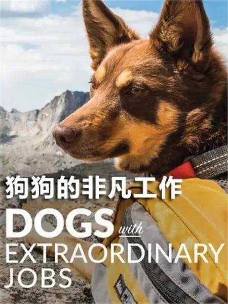 狗狗的非凡工作 第一季