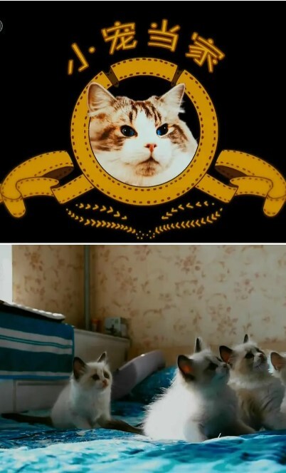小宠当家