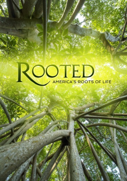 生命之树 第二季