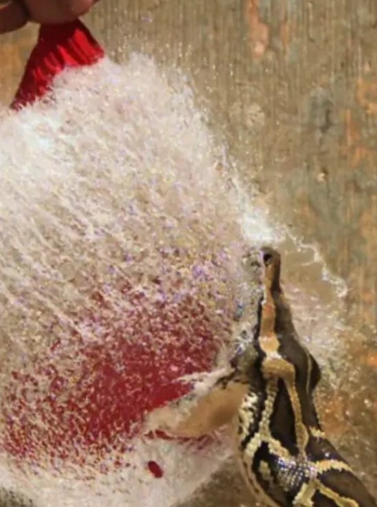 巨蟒入侵:与奈杰尔·马文一起探寻佛罗里达