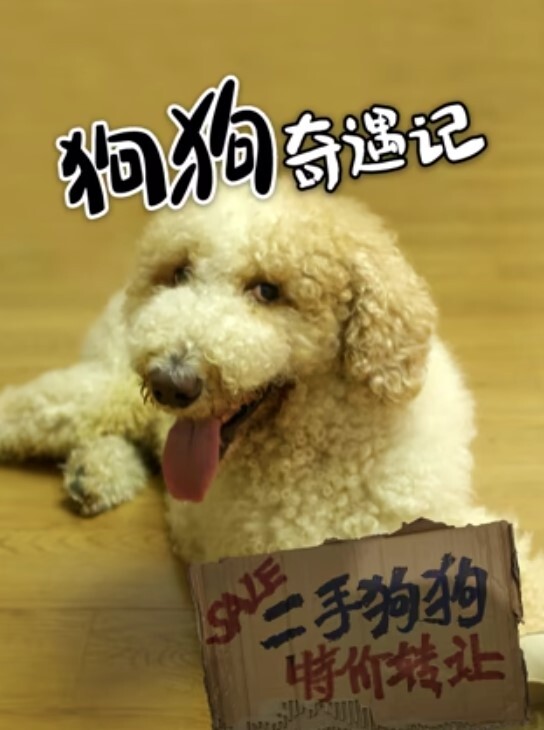 狗狗奇遇记